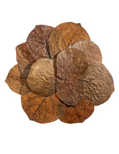 Me - Feuilles de Catappa 15 -20cm x12pcs 2