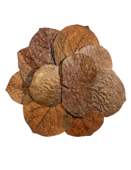 Me - Feuilles de Catappa 15 -20cm x12pcs