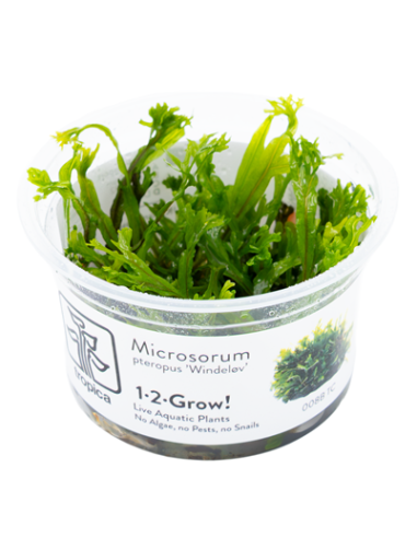 Microsorum pteropus 'Windeløv' - Invitro