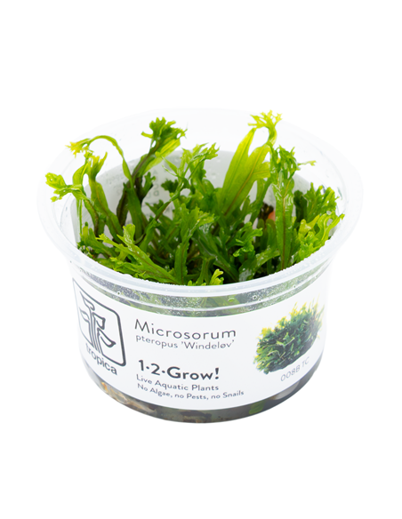 Microsorum pteropus 'Windeløv' - Invitro