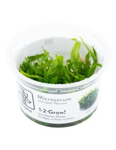 Microsorum pteropus 'Narrow' - Invitro