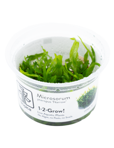 Microsorum pteropus 'Narrow' - Invitro