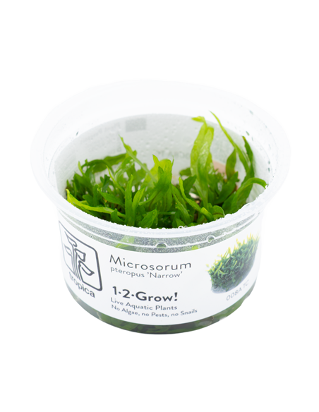Microsorum pteropus 'Narrow' - Invitro
