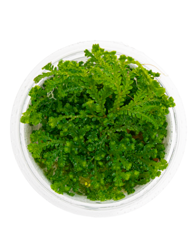 Selaginella uncinata - Invitro