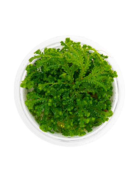 Selaginella uncinata - Invitro