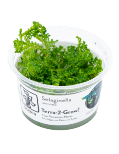 Selaginella uncinata - Invitro