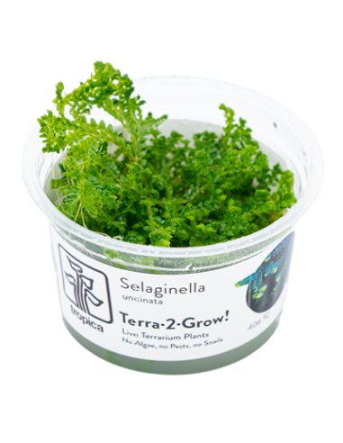 Selaginella uncinata - Invitro