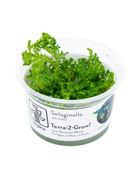Selaginella uncinata - Invitro