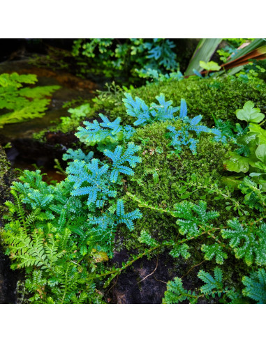 Selaginella uncinata - Invitro