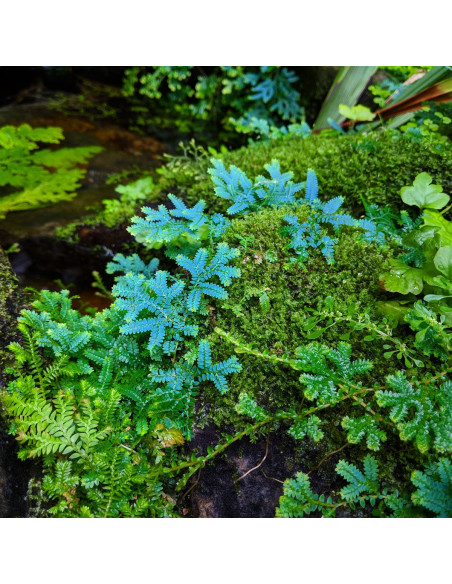 Selaginella uncinata - Invitro