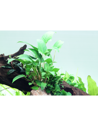 Anubias gracilis – Origine France