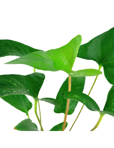 Anubias gracilis – Origine France 2