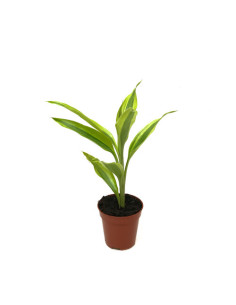 Dracaena Gold  – Origine France