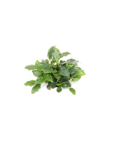Schismatoglottis Prietoi - Origine France