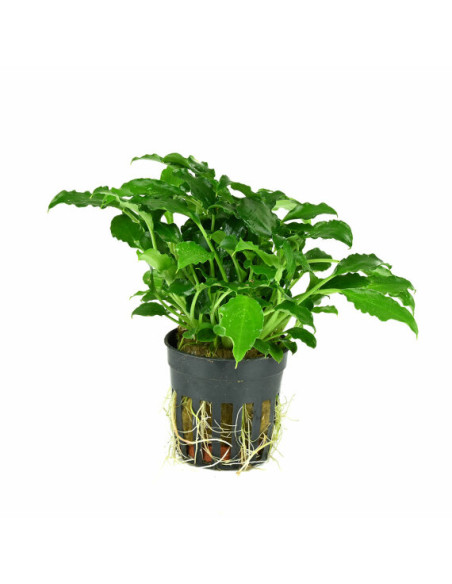 Schismatoglottis Prietoi - Origine France