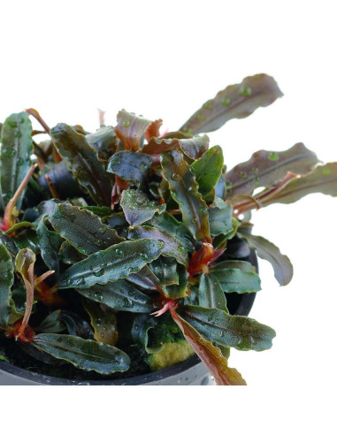 Bucephalandra 'Kedagang' en pot