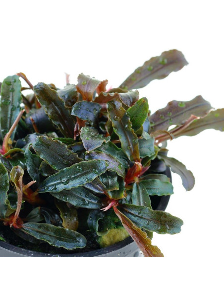 Bucephalandra 'Kedagang' en pot