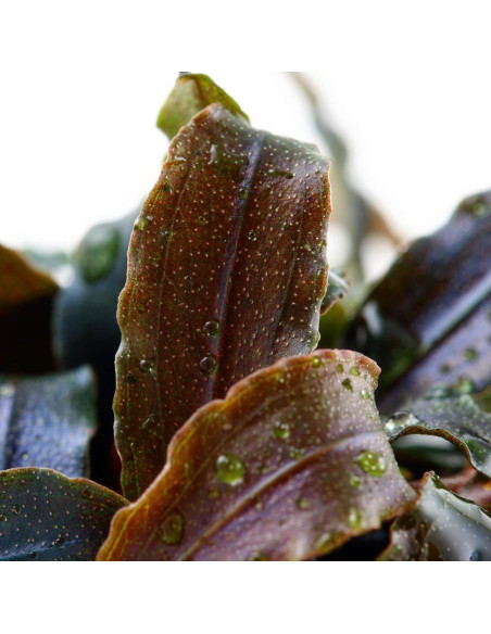 Bucephalandra 'Kedagang' en pot