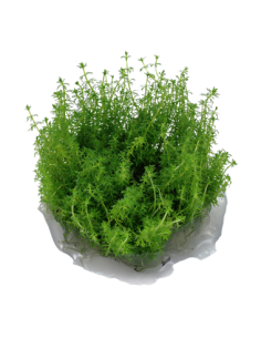 Myriophyllum sp. ’Guyana’ - Invitro 2