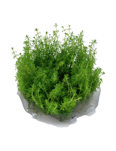 Myriophyllum sp. ’Guyana’ - Invitro