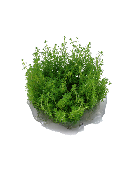 Myriophyllum sp. ’Guyana’ - Invitro