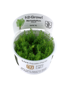 Myriophyllum sp. ’Guyana’ - Invitro