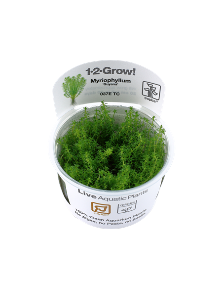 Myriophyllum sp. ’Guyana’ - Invitro