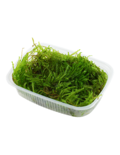Taxiphyllum sp. 'Spiky Moss' en portion
