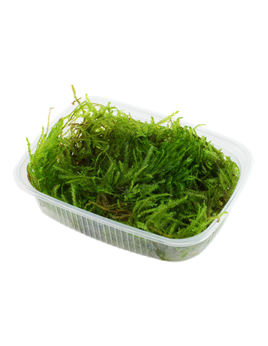 Taxiphyllum sp. 'Spiky Moss' en portion