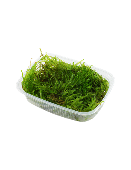 Taxiphyllum sp. 'Spiky Moss' en portion