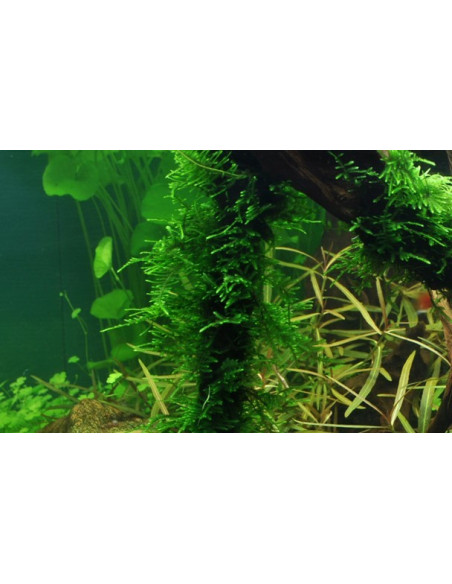 Taxiphyllum sp. 'Spiky Moss' en portion