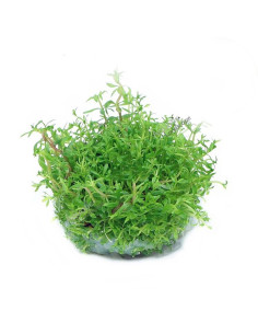 Limnophila sp. 'Vietnam' - Invitro