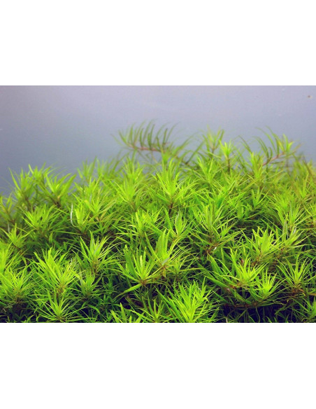 Limnophila sp. 'Vietnam' - Invitro
