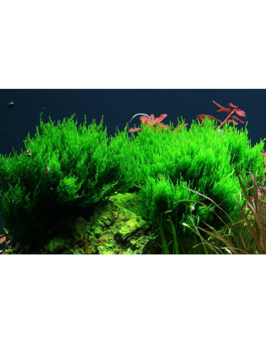 Taxiphyllum sp. ’Flame Moss’ - Invitro