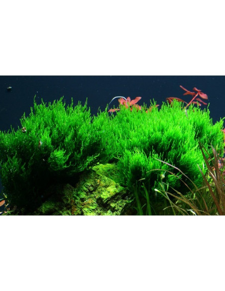 Taxiphyllum sp. ’Flame Moss’ - Invitro