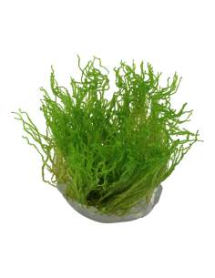 Taxiphyllum sp. ’Flame Moss’ - Invitro 2
