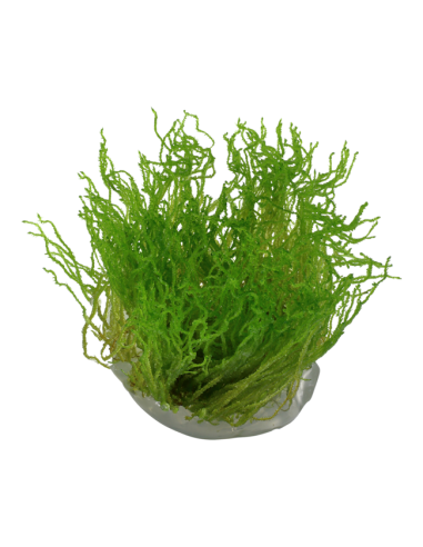 Taxiphyllum sp. ’Flame Moss’ - Invitro