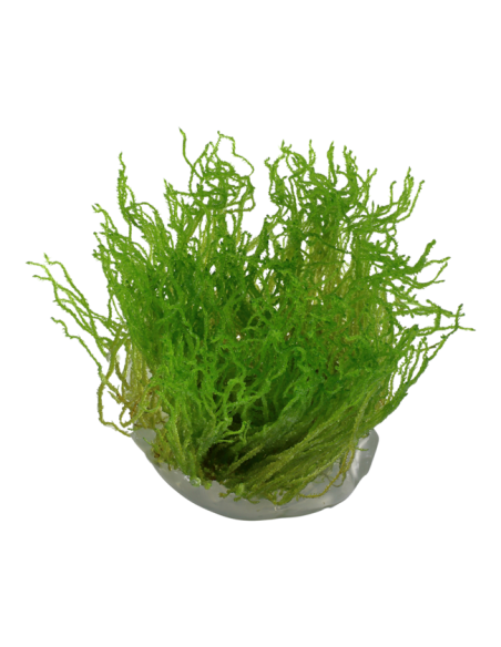 Taxiphyllum sp. ’Flame Moss’ - Invitro