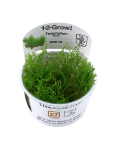 Taxiphyllum sp. ’Flame Moss’ - Invitro