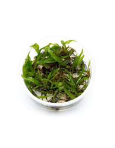 Microsorum pteropus 'Petit' - In vitro