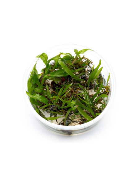 Microsorum pteropus 'Petit' - In vitro