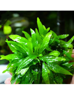 Microsorum pteropus 'Petit' - In vitro 2