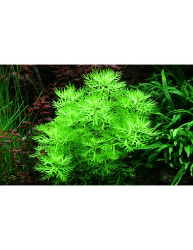 Hottonia palustris en pot