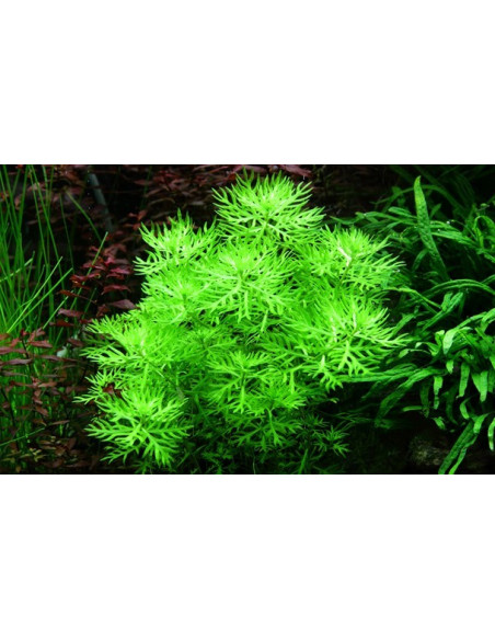 Hottonia palustris en pot