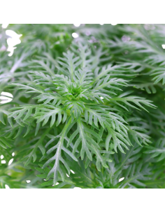 Hottonia palustris en pot 2
