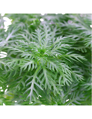 Hottonia palustris en pot