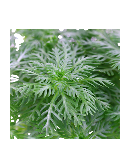 Hottonia palustris en pot