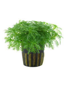 Hottonia palustris en pot