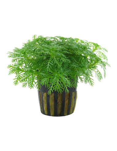 Hottonia palustris en pot