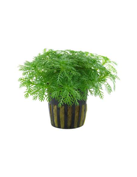 Hottonia palustris en pot